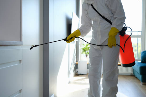 Professional Mold Removal in Boulder Creek, CA