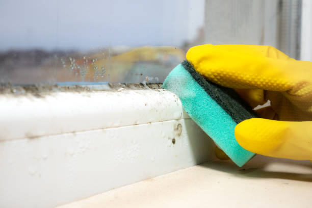 Best Black Mold Removal  in Boulder Creek, CA