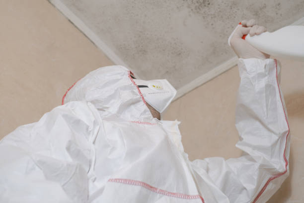 Best Best Mold Removal Companies  in Boulder Creek, CA