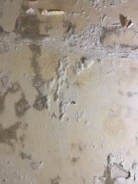 Best Same-Day Mold Removal  in Boulder Creek, CA