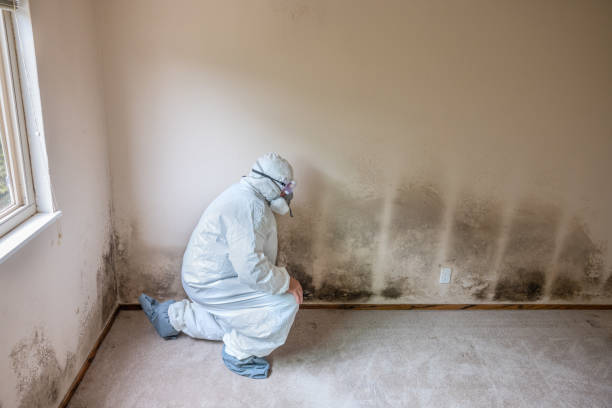 Best Mold Remediation  in Boulder Creek, CA