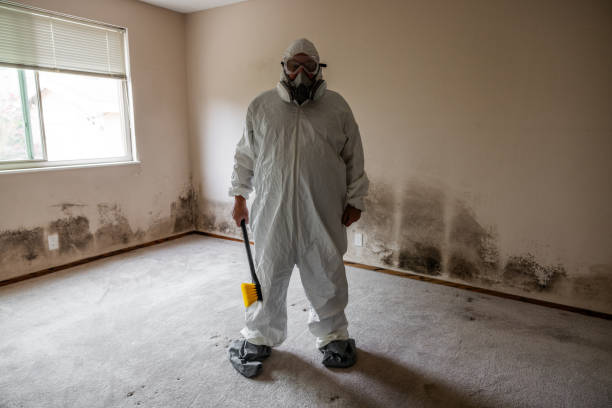Professional Mold Removal in Boulder Creek, CA