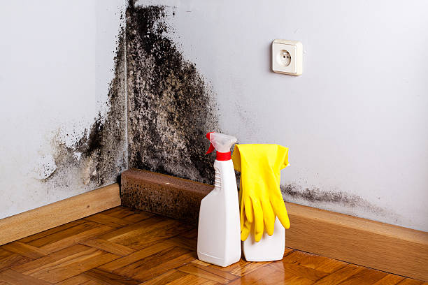 Best Attic Mold Removal  in Boulder Creek, CA