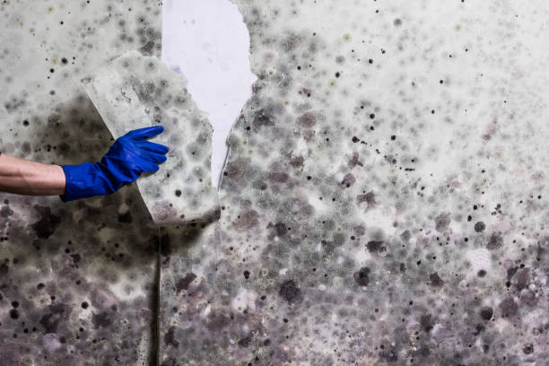 Best Professional Mold Removal  in Boulder Creek, CA