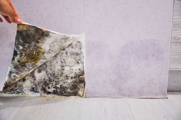 Best Mold Removal and Inspection  in Boulder Creek, CA